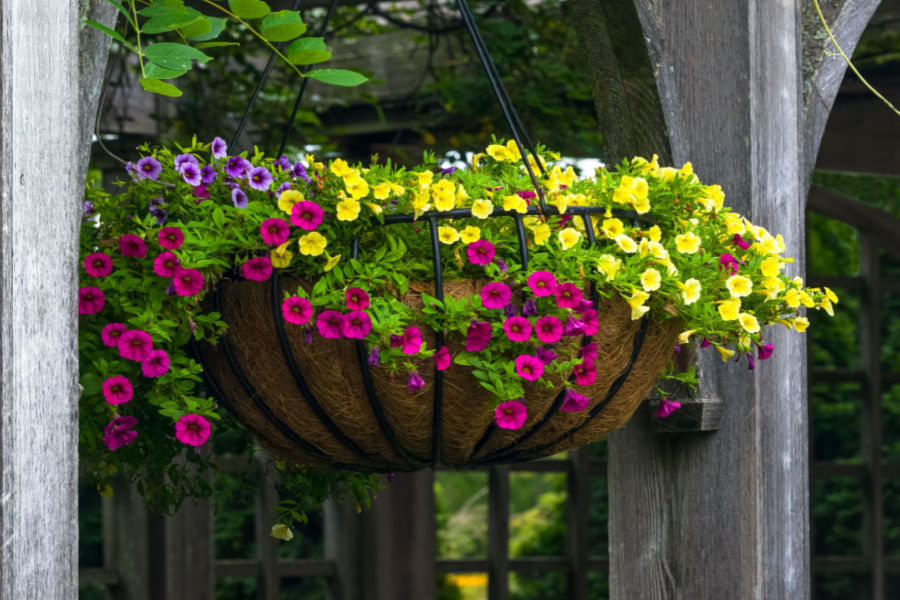 start hanging baskets from seed