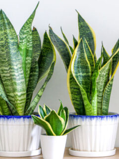 growing snake plant indoors