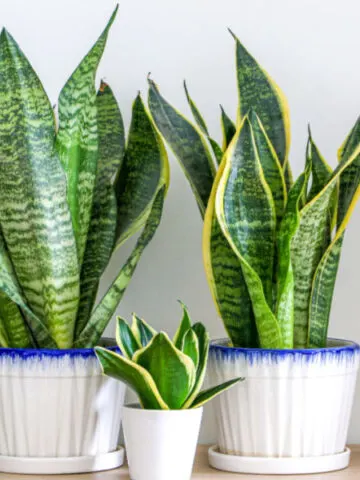 growing snake plant indoors
