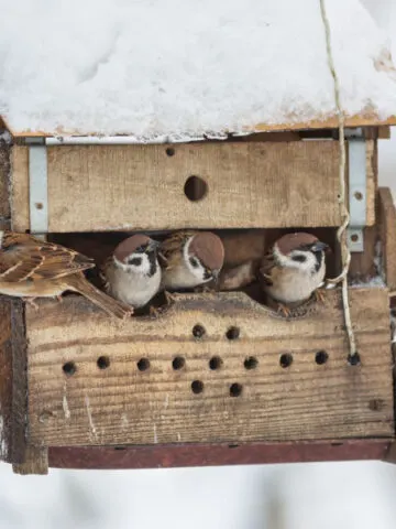 help birds survive winter