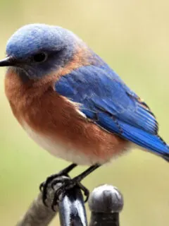 how to attract blue birds