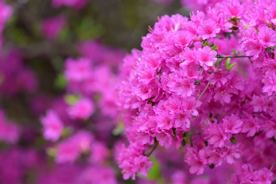 get azaleas to bloom big