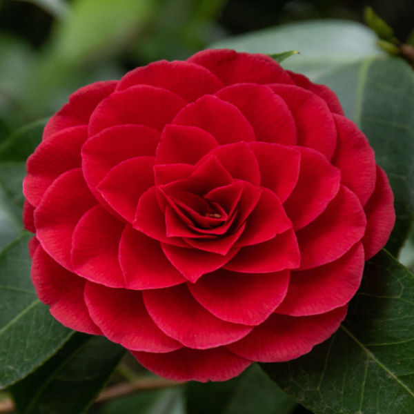 camellia - growing zone - how to understand frost dates