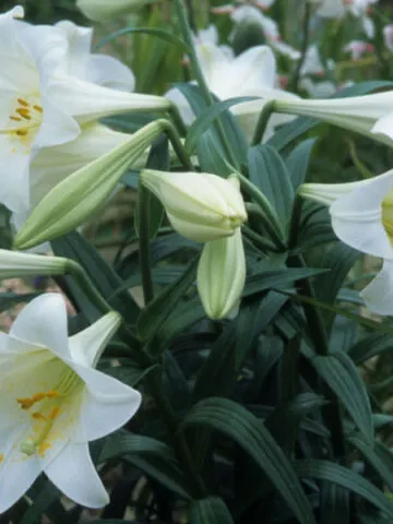 Caring for Easter lilies after they bloom