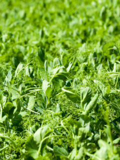 green manure crops - how to plant