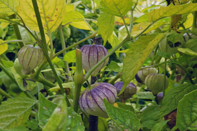 growing tomatillos