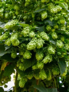 how to plant hops
