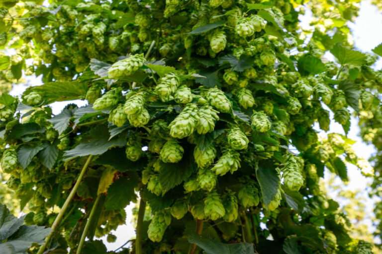 How To Plant Hops - Not Just For Beer, But For Beauty!