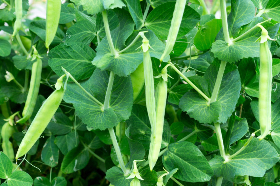 Growing Sugar Snap Peas - The Perfect Crop To Plant In Spring!