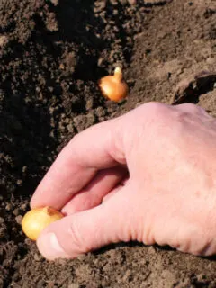 how to plant onion sets