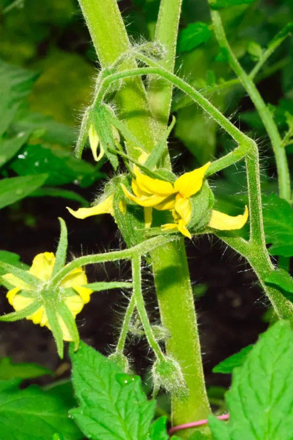 Thick tomato stems