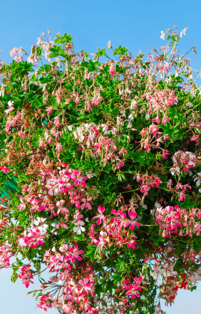 4 Simple Tips To Keep Hanging Baskets Blooming All Summer!