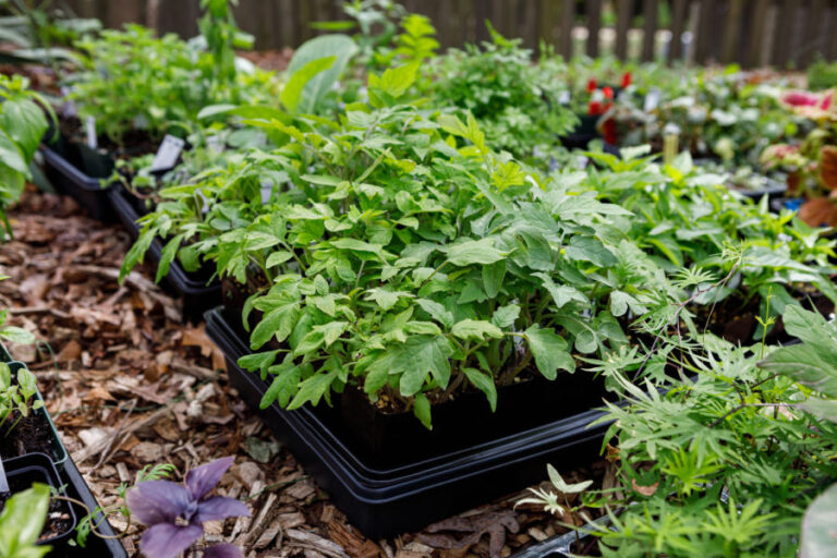 hardening off seedlings and transplants
