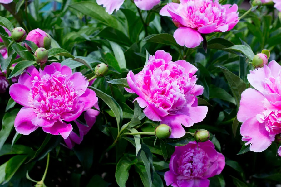 peonies to bloom