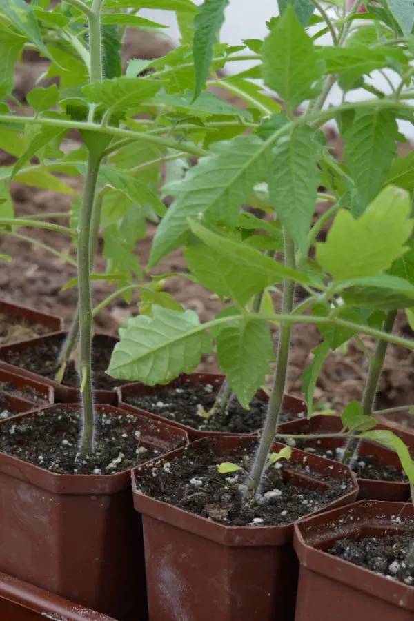 transplanting tomatoes outdoors