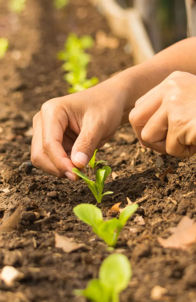 baby lettuce replanting - succession planting