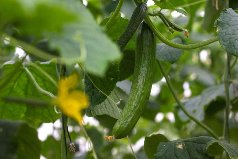The Best Ways To Trellis Cucumbers & Why They Need Support!