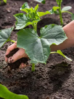 best way to fertilize cucumber plants