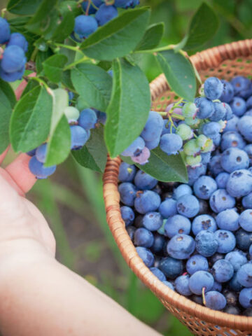 when and how to fertilize blueberry bushes