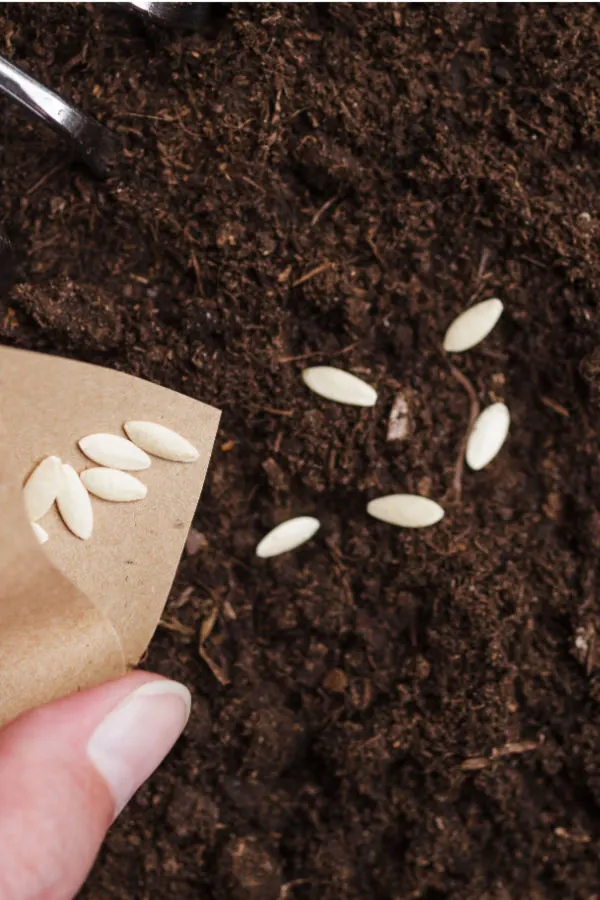 cucumber seeds - replanting