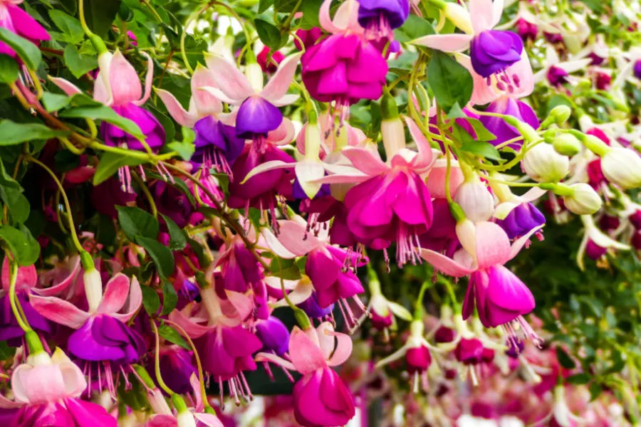 fuchsia plants - best hanging basket plants for shade