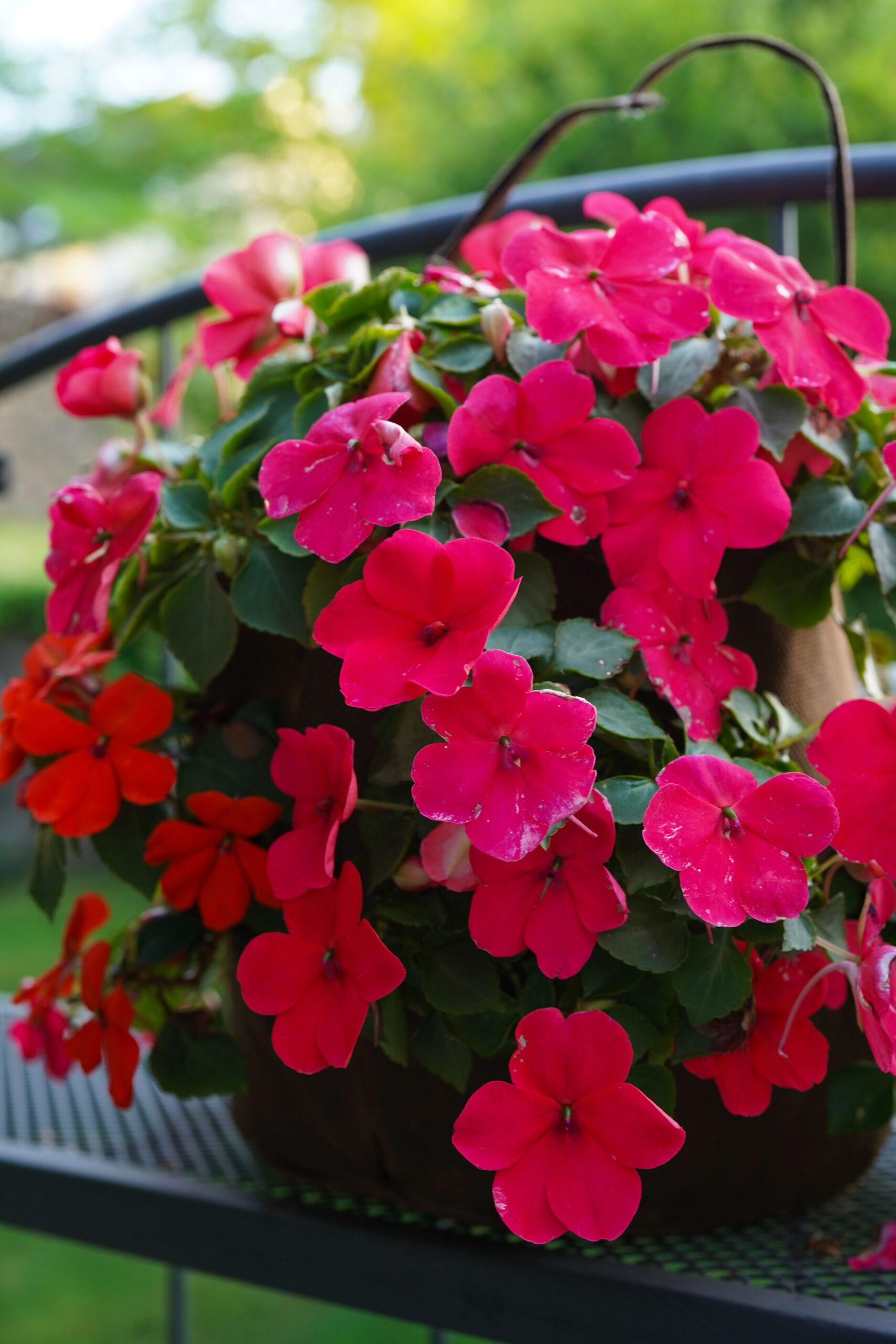 The 4 Best Flowering Hanging Basket Plants For Shade!