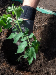 tomato planting hole