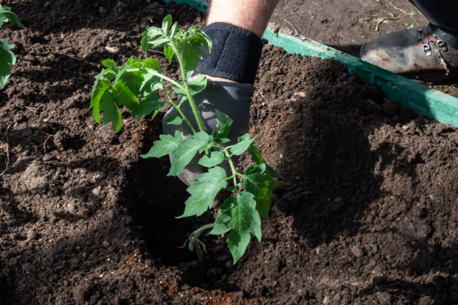 tomato planting hole