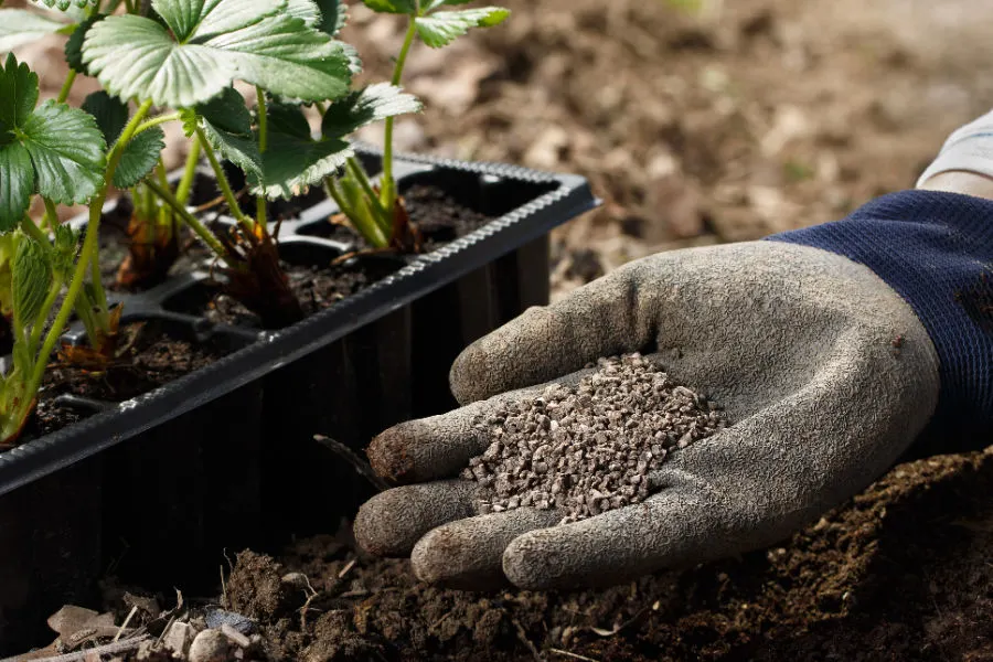 when and how to fertilize strawberries