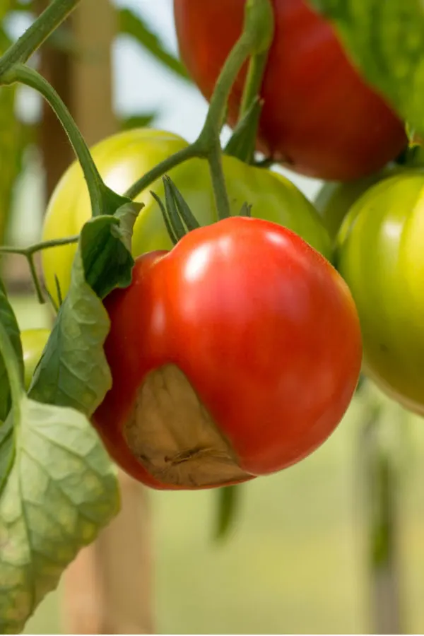 How To Fertilize Young Tomato Plants - Get Plants To Grow Fast!