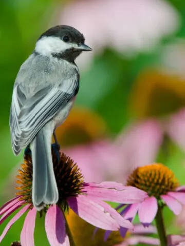 how to attract chickadees