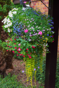 The Best Trailing Plants For Containers & Hanging Baskets!