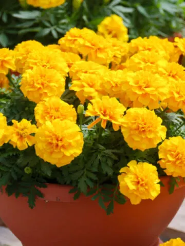 fertilizing flowers in pots