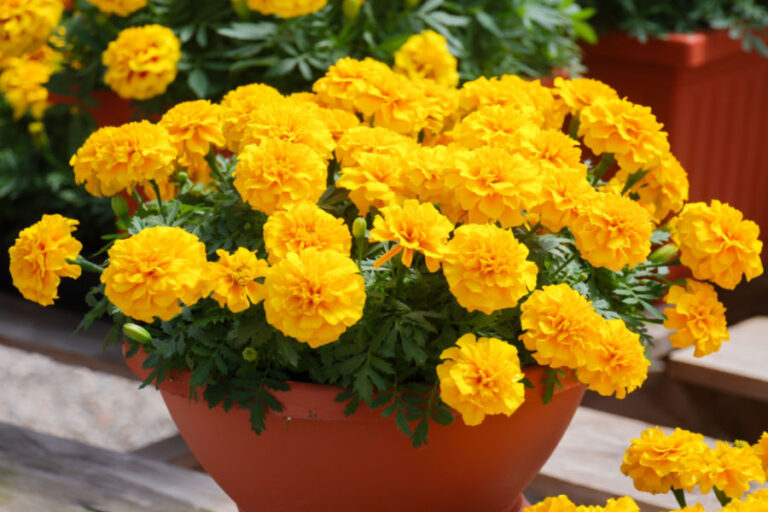 fertilizing flowers in pots