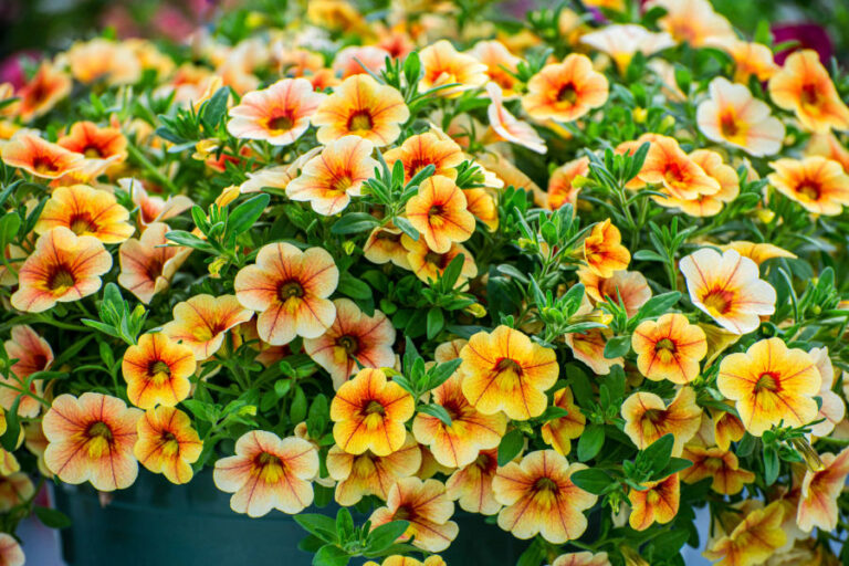 best hanging basket plant choice - Calibrachoa