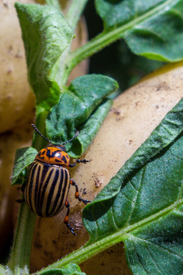 How To Stop Potato Beetles
