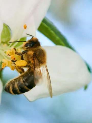 how to help save bees