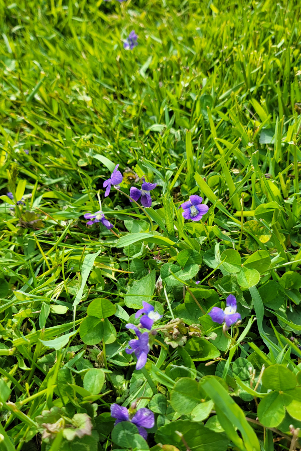 helping honey bees - wild violets