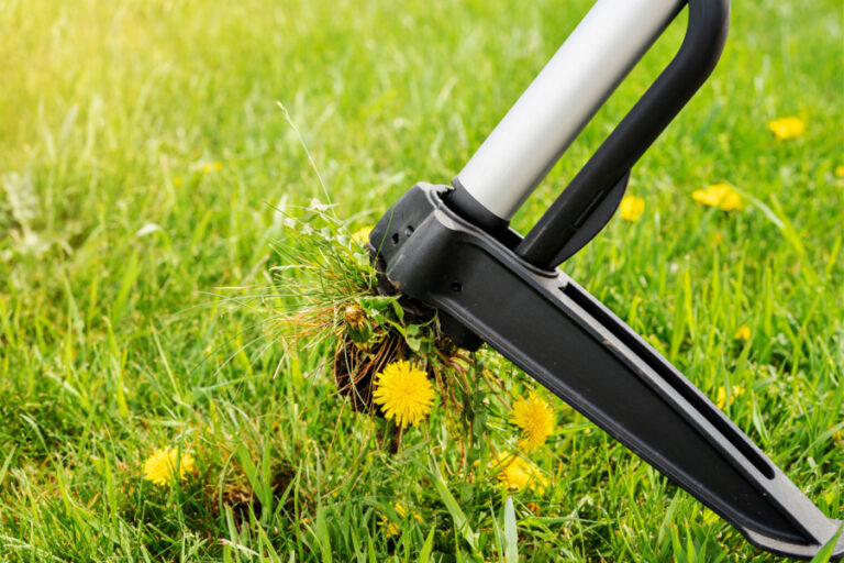 Closeup of a stand-up weeder