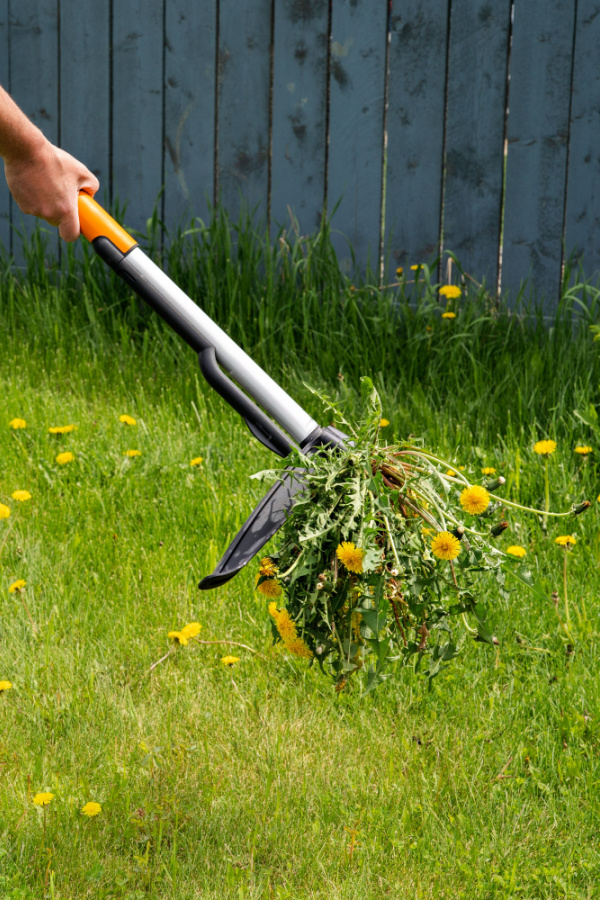 A hand using a stand-up weeder tool to pull up dandelion weeds from a yard.