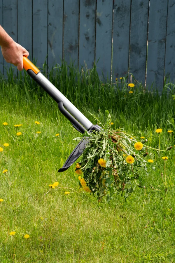 A hand using a stand-up weeder tool to pull up dandelion weeds from a yard.
