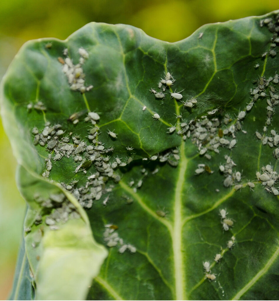 how to get rid of aphids on vegetable plants