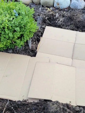 how to use cardboard to stop weeds in flowerbeds