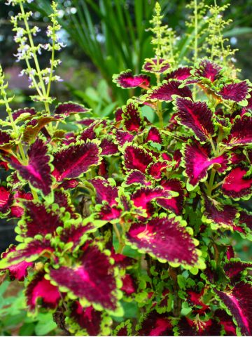 growing coleus in containers