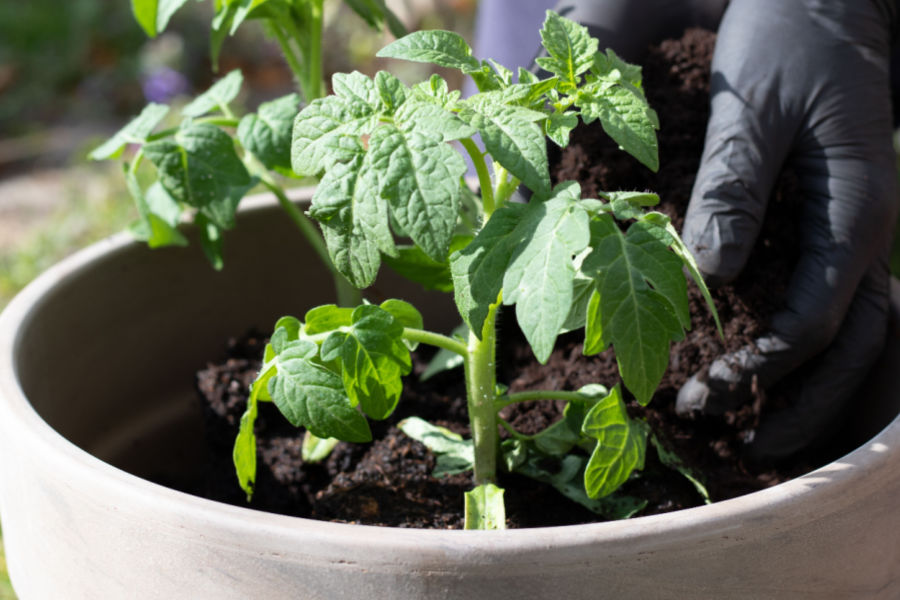 how to fertilize tomato plants in pots
