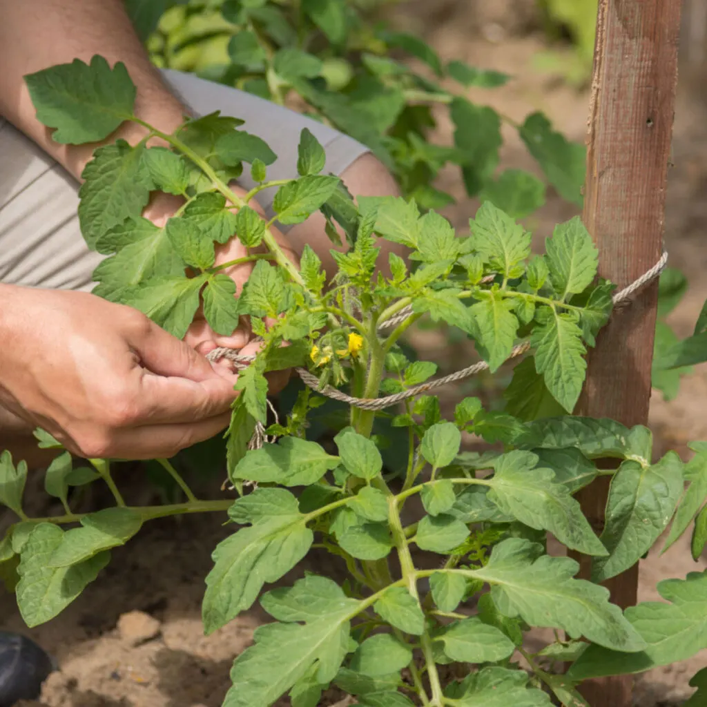 how to tie up tomato plants