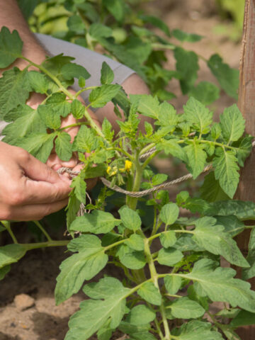 how to tie up tomato plants