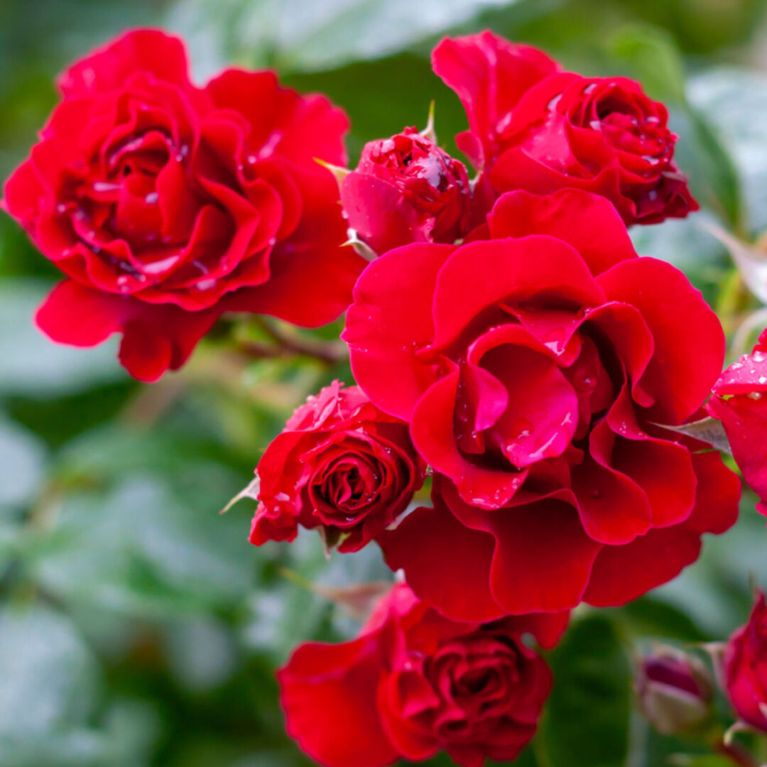 How To Keep Rose Bushes Blooming 3 Secrets To More Blooms!