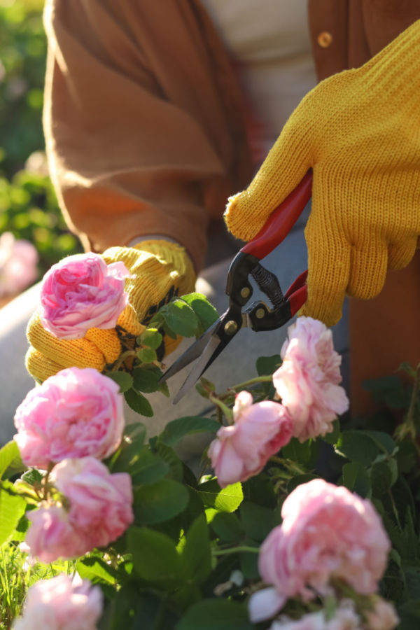 how to keep rose bushes blooming