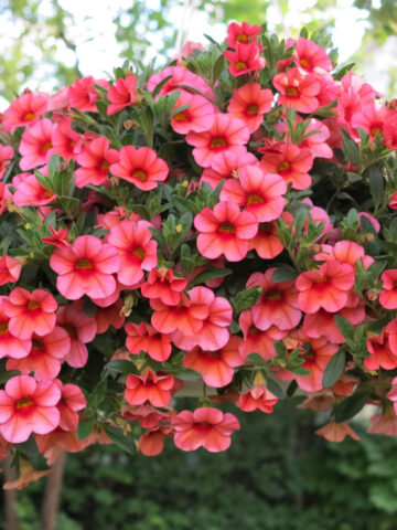 Pink petunias overflowing a healthy hanging basket.